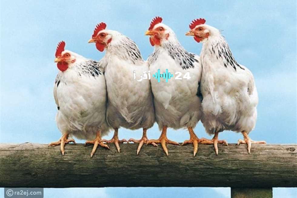 «تراجع طفيف في الأسعار».. أسعار الفراخ تشهد انخفاضًا اليوم الخميس مع تحديثات بورصة الدواجن الرئيسية