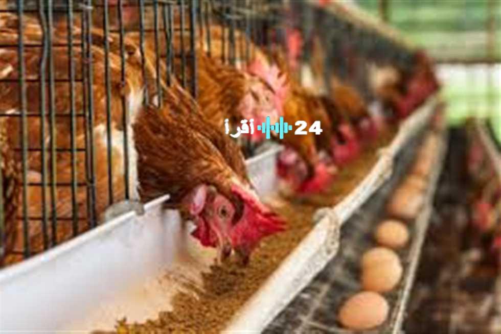 «تحديثات حية» أسعار الفراخ البيضاء والبلدي وكرتونة البيض في الأسواق اليوم الأربعاء 13 أغسطس 2025