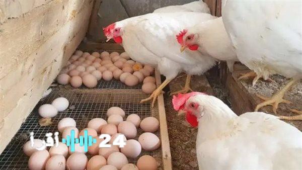 بورصة الدواجن تٌعلن.. ارتفاع جديد أسعار الفراخ البيضاء تسجل انخفاضًا جديدًا في الأسعار اليوم
