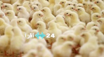 «انخفاض أم ارتفاع؟» أسعار الكتاكيت البيضاء تثير التساؤلات في الأسواق اليوم الاثنين 25 أغسطس