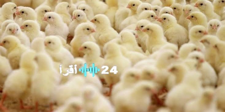 «انخفاض أم ارتفاع؟» أسعار الكتاكيت البيضاء تثير التساؤلات في الأسواق اليوم الاثنين 25 أغسطس