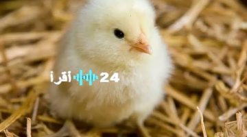 «بعد موجة من التقلبات» أسعار الكتاكيت البيضاء تستقر في الأسواق اليوم الثلاثاء 26 أغسطس