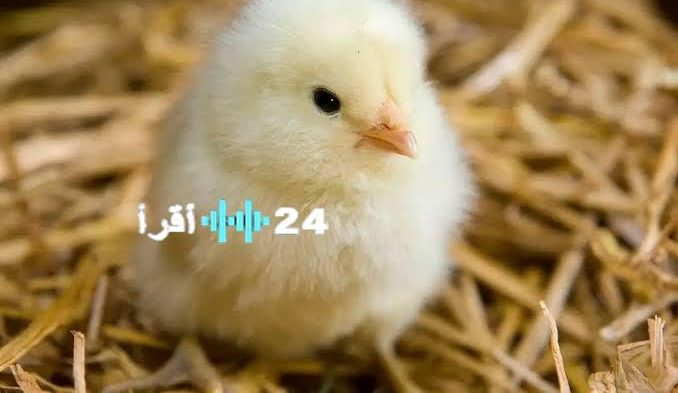 «بعد موجة من التقلبات» أسعار الكتاكيت البيضاء تستقر في الأسواق اليوم الثلاثاء 26 أغسطس