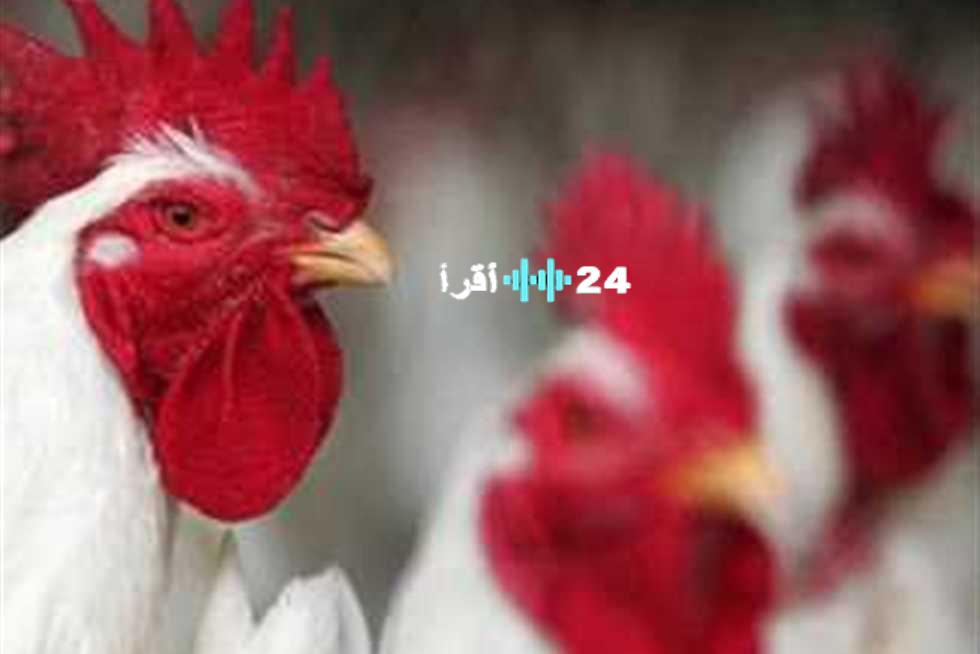 «صدمة في الأسواق» أسعار الفراخ تحلق عالياً في بورصة الدواجن الاربعاء 27 أغسطس 2025 بعد ارتفاع الكيلو
