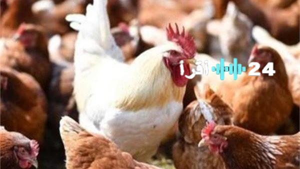 «تذبذب في السوق» أسعار الدواجن والبيض تتأرجح في تعاملات اليوم الخميس