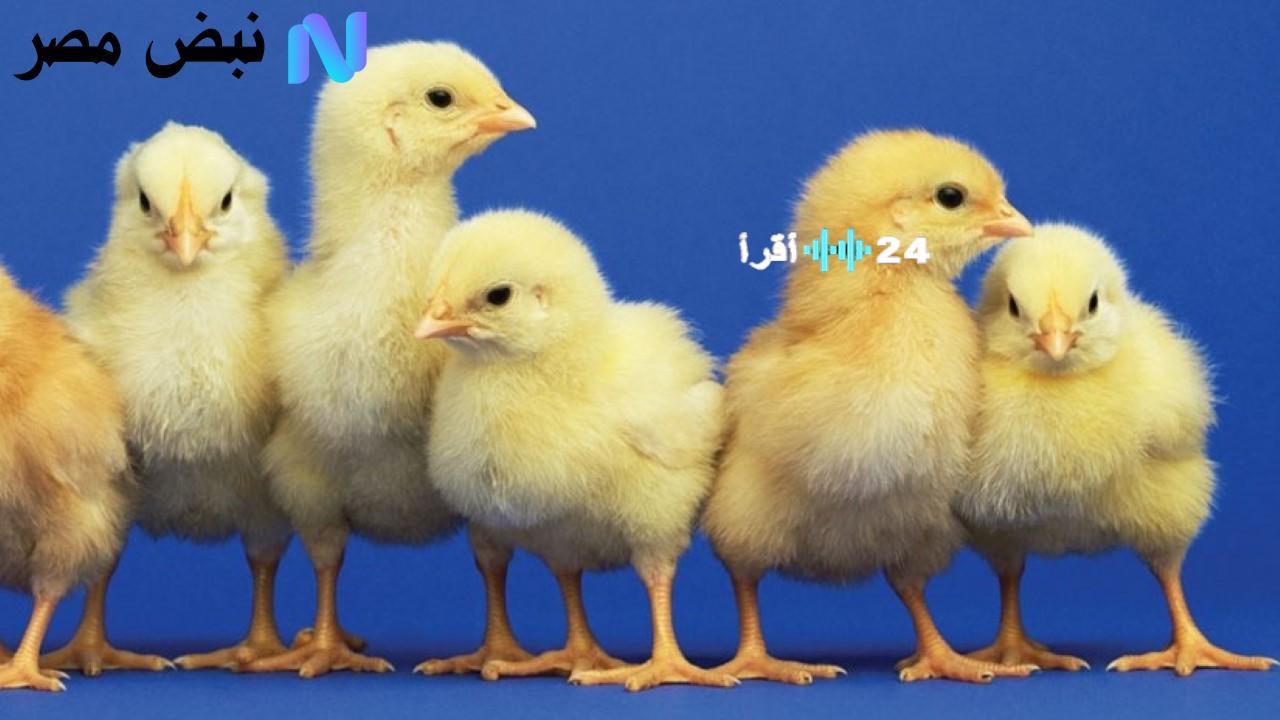 سعر الكتكوت الأبيض اليوم وتوقعات أسعار الدواجن في الأسواق