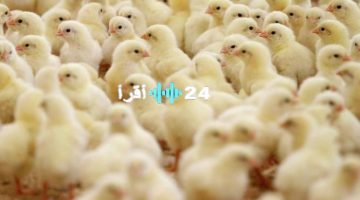 «بورصة الدواجن» الكتكوت الأبيض يرفرف بأسعاره في الأسواق المصرية اليوم الأحد