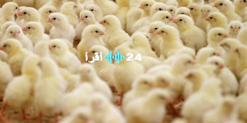 «بورصة الدواجن» الكتكوت الأبيض يرفرف بأسعاره في الأسواق المصرية اليوم الأحد