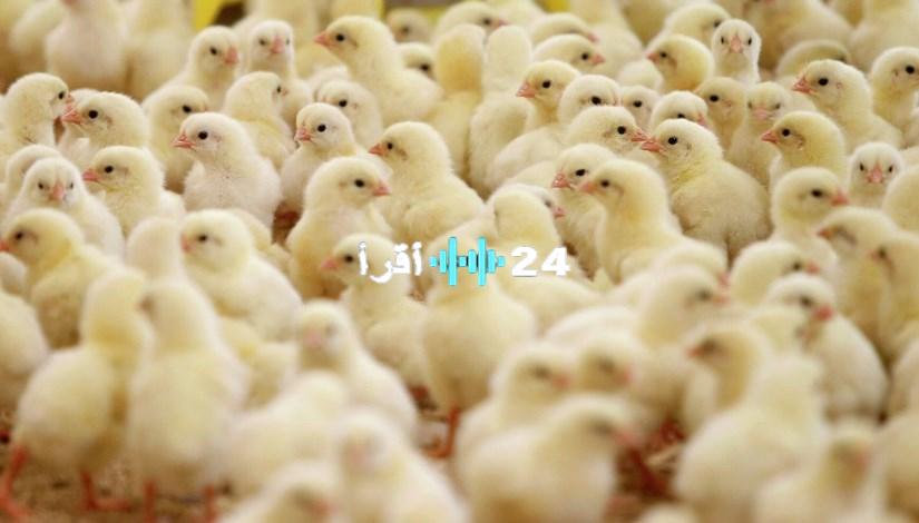 أحدث أسعار الكتكوت الأبيض تهز بورصة الدواجن المصرية اليوم السبت 2 أغسطس 2025