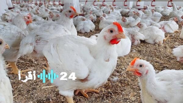 «يا فرحة المستهلك» 60 جنيهًا سعرًا للفراخ البيضاء.. انخفاض كبير يُنعش الأسواق