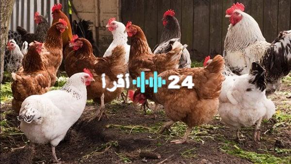 «تذبذب في السوق» انخفاض أسعار الفراخ البيضاء وارتفاع أسعار الفراخ البلدي اليوم