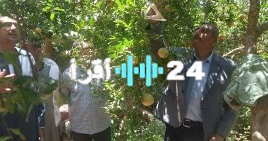 تحرك عاجل من وزير الزراعة لدعم مزارعي الرمان في البداري