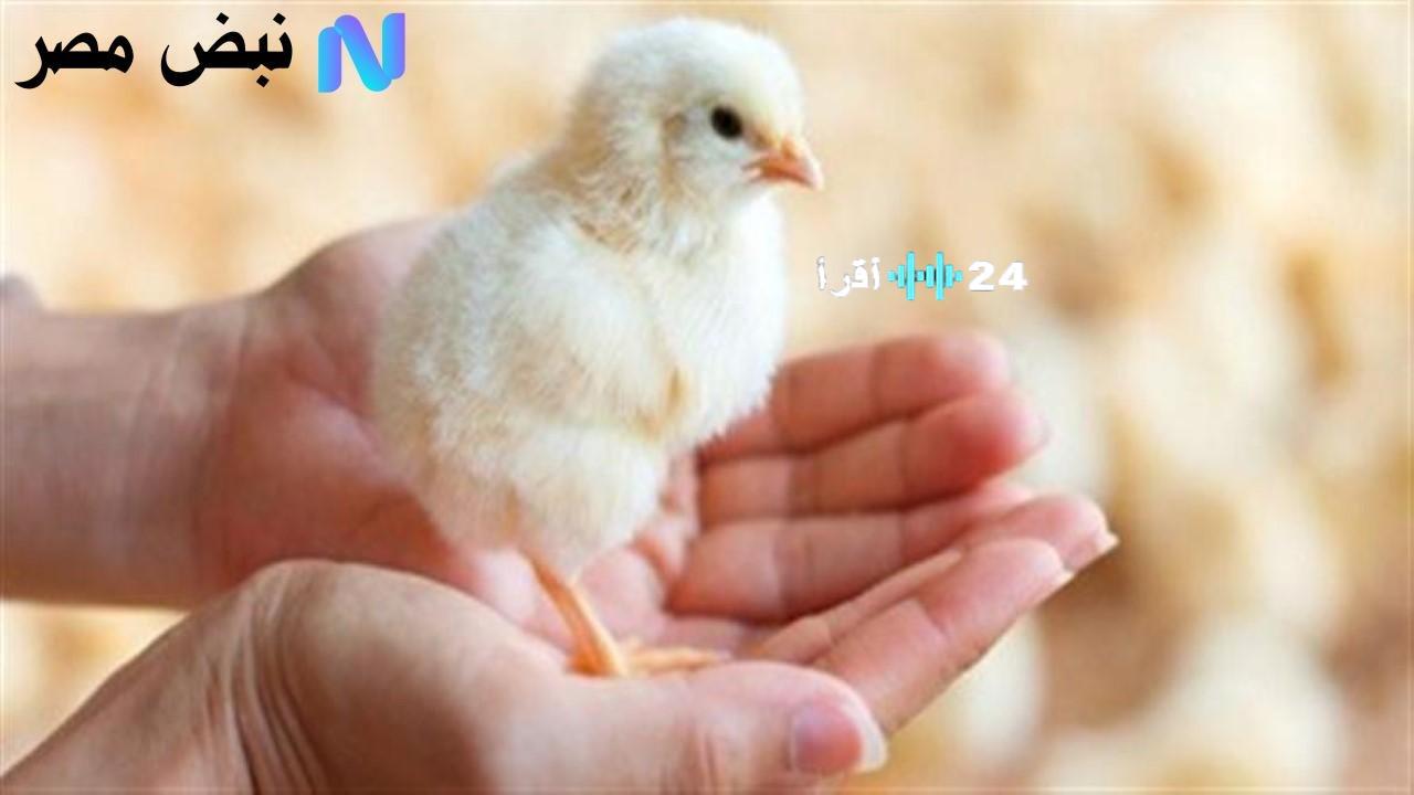 «تذبذب في الأسعار» سعر الكتكوت الأبيض يراوح مكانه في البورصة والأسواق المحلية اليوم السبت