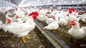 «ثبات في السوق» استقرار أسعار الفراخ البيضاء في بورصة الدواجن اليوم بختام تعاملات 31 أغسطس 2025