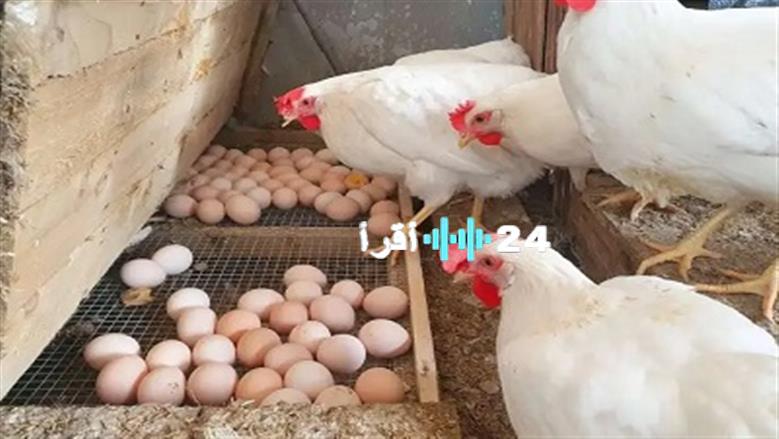 «تذبذب مستمر» أسعار الفراخ البيضاء تترنح في بورصة الدواجن والأسواق اليوم الخميس 28 أغسطس 2025