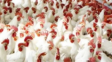 «تذبذب محدود» أسعار الفراخ البيضاء في بورصة الدواجن تنهي تعاملات الأحد 17 أغسطس 2025 بارتفاع طفيف