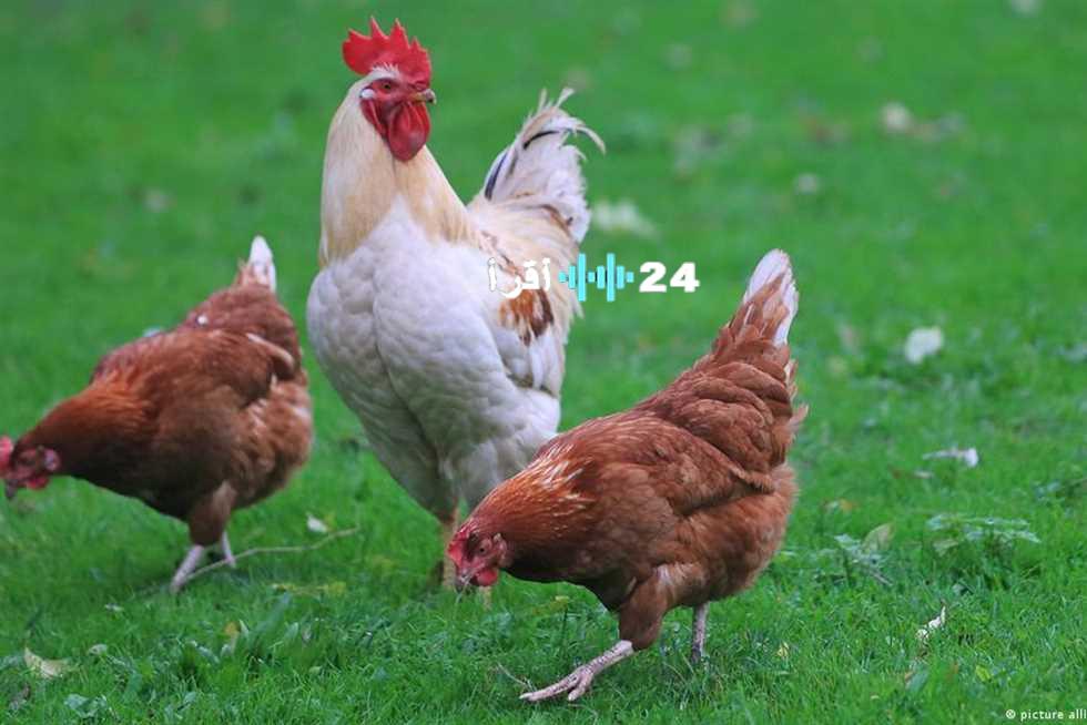 «انخفاض مفاجئ!»: أسعار الفراخ تهوي اليوم الأربعاء في بورصة الدواجن الرئيسية (6 أغسطس 2025)