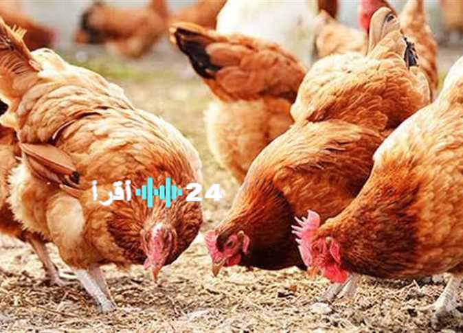 «ارتفاعات وانخفاضات» أسعار الفراخ تشتعل في بورصة الدواجن الرئيسية الأربعاء 27 أغسطس 2025