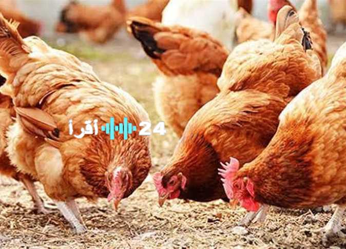 «تحديث فوري» أسعار الفراخ البلدي والبيضاء وكرتونة البيض في الأسواق اليوم الثلاثاء 12 أغسطس 2025