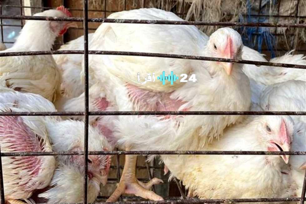 «تحديثات الأسعار» الفراخ البلدي والبيضاء وكرتونة البيض تطل على الأسواق الثلاثاء