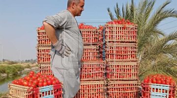 «المنيا تتحول إلى اللون الأخضر» الطماطم تنخفض إلى 13 جنيهًا.. نظرة على أسعار الخضروات اليوم في أسواق المنيا