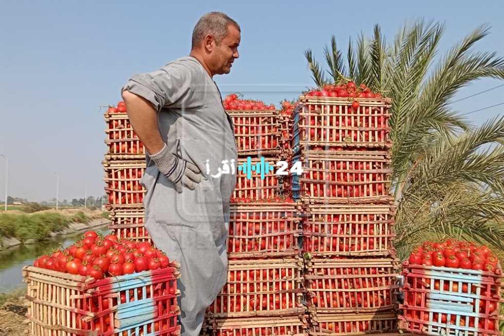 «المنيا تتحول إلى اللون الأخضر» الطماطم تنخفض إلى 13 جنيهًا.. نظرة على أسعار الخضروات اليوم في أسواق المنيا