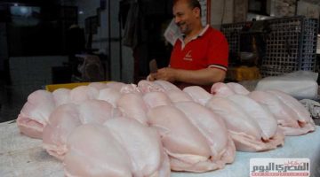 «انخفاض مفاجئ».. أسعار الدواجن البيضاء تهبط إلى 76 جنيهًا في أسواق الإسكندرية اليوم