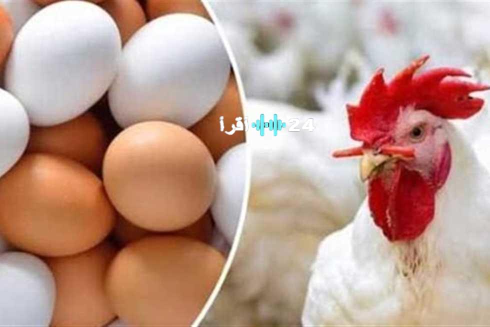 «بورصة الدواجن» أسعار الفراخ والبيض تهبط في أسواق مطروح اليوم الأربعاء