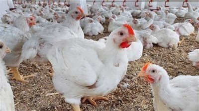 «انخفاض مفاجئ» أسعار الفراخ تكسر حاجز الـ 65 جنيهًا اليوم الأحد