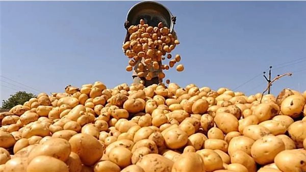«البطاطس بكام» أسعار الخضراوات والفاكهة في السوق المصري اليوم الاثنين