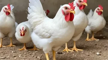«صدمة في الأسواق» 3 جنيهات ارتفاعًا في سعر الفراخ البيضاء اليوم السبت.. إلى أين تتجه الأسعار؟