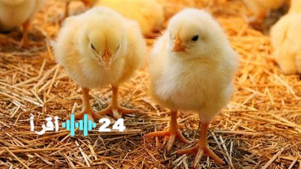 أسعار الكتكوت الأبيض والبط عمر يوم في مصر اليوم السبت 16 أغسطس 2025