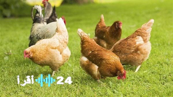 «تحديث مباشر» أسعار الدواجن تشهد تغيرات جديدة اليوم الثلاثاء 19 أغسطس 2025