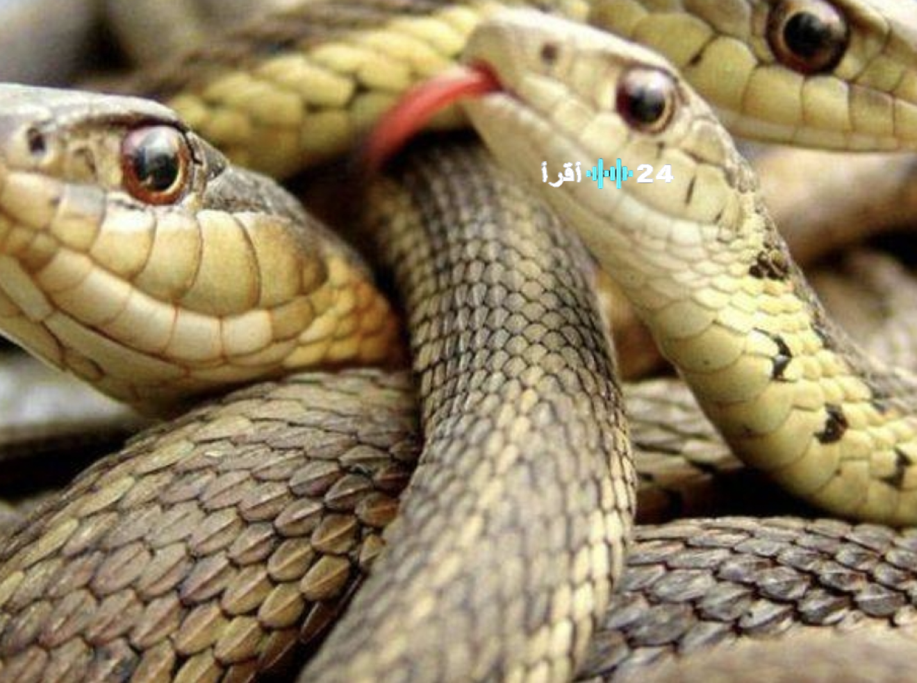 اليمن مصرع أربعة أشقاء بلدغات أفاعي سامة ومناشدات لإنقاذ الأهالي