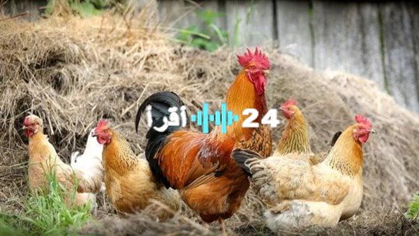 «قفزة في البلدي وتراجع للأبيض» أسعار الدواجن اليوم الاربعاء 6 أغسطس 2025
