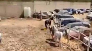غضب في المغرب مشاهد مروعة لخيول تعاني الجوع والإهمال