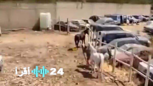 غضب في المغرب مشاهد مروعة لخيول تعاني الجوع والإهمال