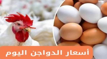 «الحق يا معلم!».. أسعار الفراخ البيضاء نار في بورصة الدواجن اليوم الإثنين