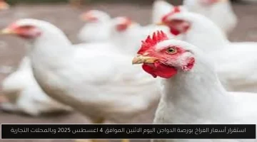 «توازن في السوق» استقرار أسعار الفراخ في بورصة الدواجن والمحلات التجارية اليوم الاثنين 4 أغسطس 2025
