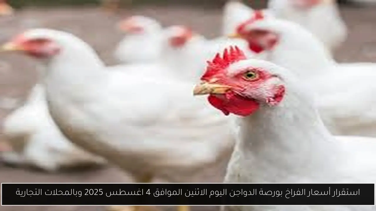 «توازن في السوق» استقرار أسعار الفراخ في بورصة الدواجن والمحلات التجارية اليوم الاثنين 4 أغسطس 2025