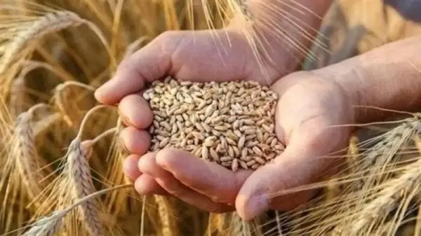 «الرز بكام» أسعار الأرز والشعير اليوم السبت… تقلبات في الأسواق ومستجدات للمستهلكين من مضارب الأرز (2 أغسطس 2025)