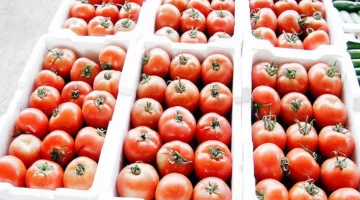 الطماطم تنخفض لـ 3 جنيهات في الأسواق المصرية بشرى للمستهلك