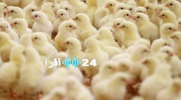 سعر الكتكوت الابيض اليوم في مصر يقفز ارتفاع قياسي يهز أسواق الدواجن