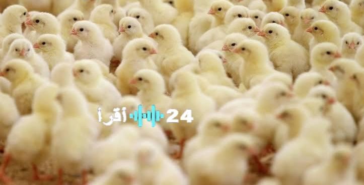سعر الكتكوت الابيض اليوم في مصر يقفز ارتفاع قياسي يهز أسواق الدواجن