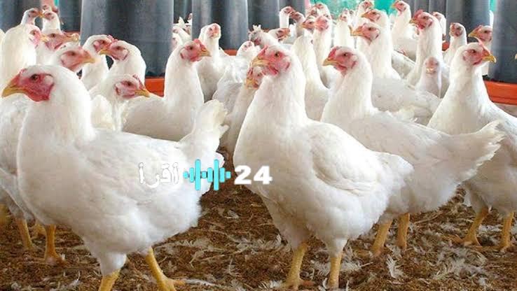 «تراجع ملحوظ».. أسعار الفراخ البيضاء تشهد انخفاضًا في الأسواق المصرية اليوم