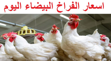 «توازن الأسعار» الفراخ البيضاء تحافظ على استقرارها في بورصة الدواجن اليوم الأربعاء عند 63 جنيهًا