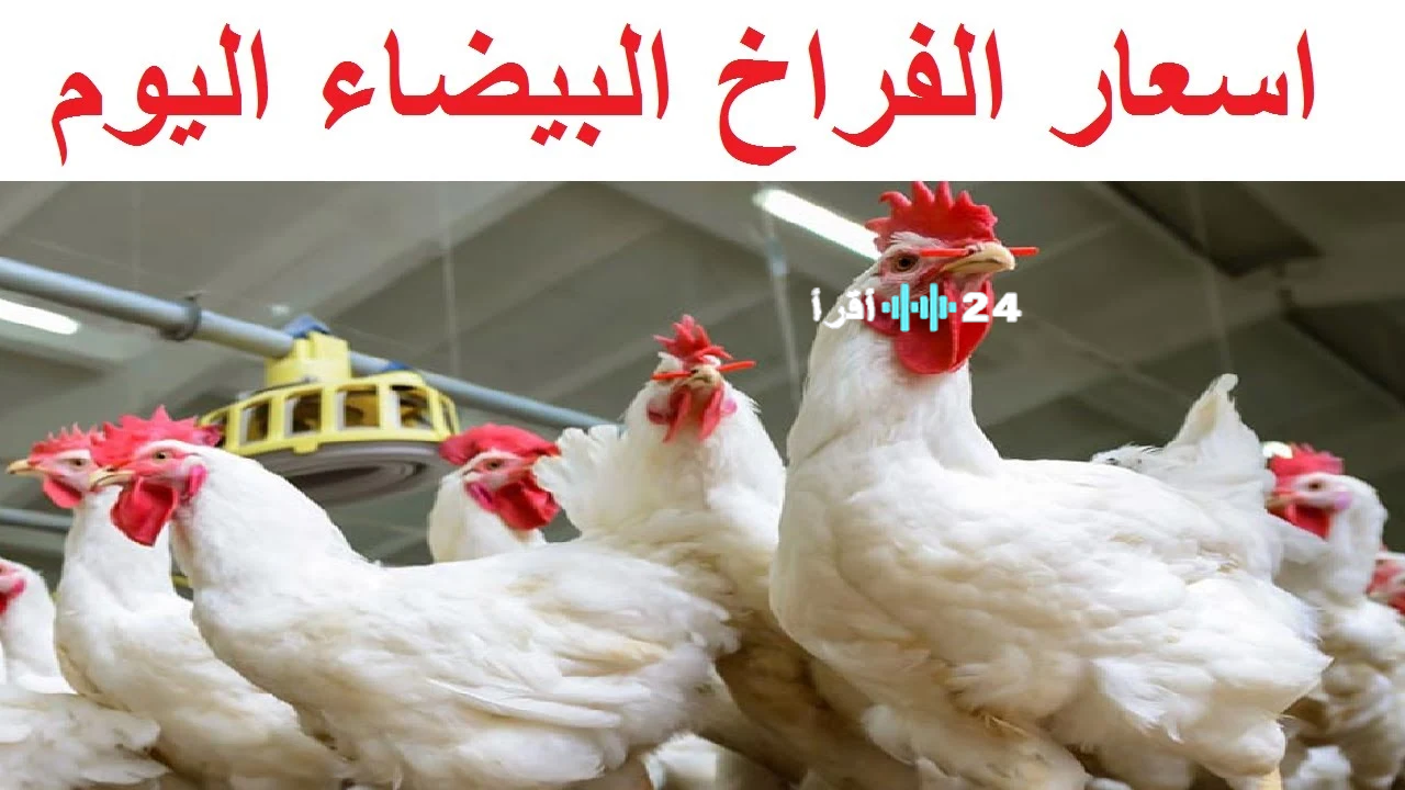«توازن الأسعار» الفراخ البيضاء تحافظ على استقرارها في بورصة الدواجن اليوم الأربعاء عند 63 جنيهًا