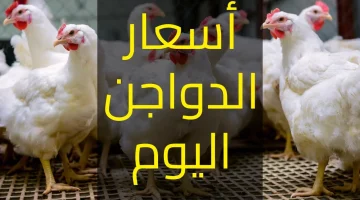 «تراجع غير متوقع» أسعار الدجاج تهوي في أسواق المنوفية اليوم