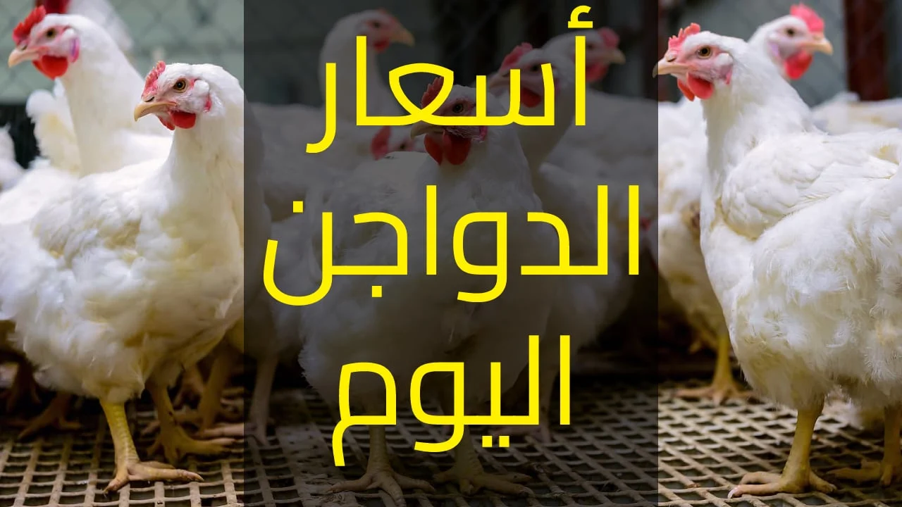 «تراجع غير متوقع» أسعار الدجاج تهوي في أسواق المنوفية اليوم