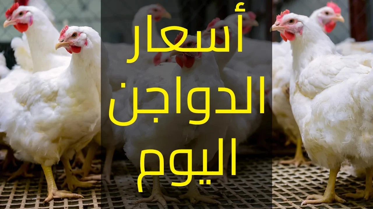 «آخر تحديث للأسعار» سعر الكتكوت الأبيض اليوم الاثنين 4 أغسطس 2025 في الأسواق والمزارع المصرية